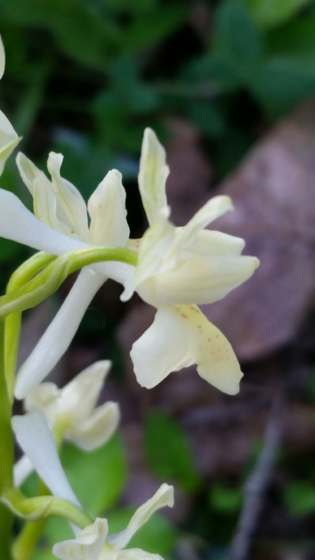 Orchis provincialis Balb. ex Lam. & DC. (Orchidaceae)